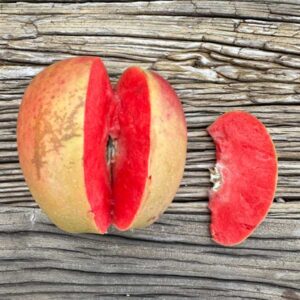 Grenadine Red Flesh Apple Tree