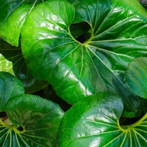 Leopard Plant