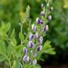 Musical Duet Blue False Indigo