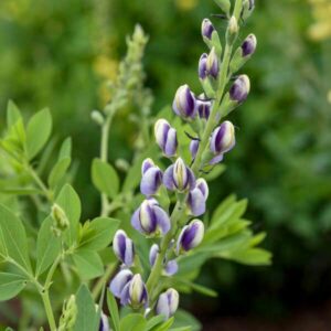Musical Duet Blue False Indigo