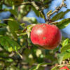 Porter's Perfection Cider Apple Tree