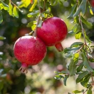 Purple Heart Pomegranate
