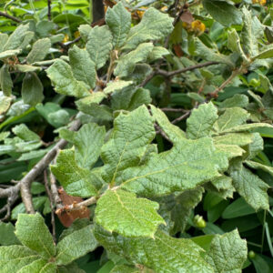 Quercus greggii