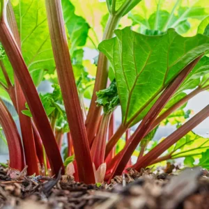 Rhubarb