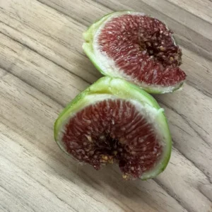 Saint Germain Fig Tree