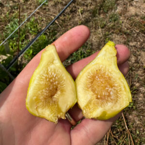 Sconosciuto fig