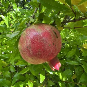 Sin Pepe Pomegranate
