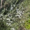Squiggly Tea Tree