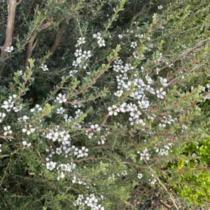 Squiggly Tea Tree