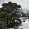 Starvation Creek Whiteleaf Manzanita