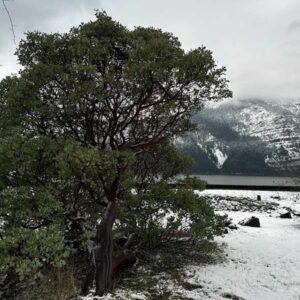 Starvation Creek Whiteleaf Manzanita
