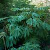Tetrapanax