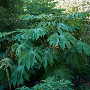 Tetrapanax