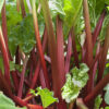 Victoria Rhubarb