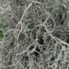 Weeping Tea Tree