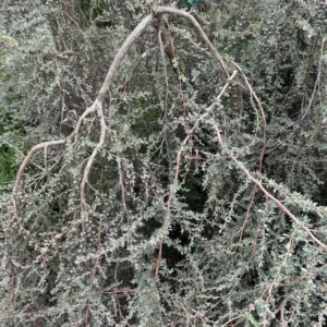 Weeping Tea Tree