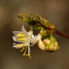 Winter Honeysuckle