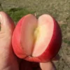 Blush Rosette Apple