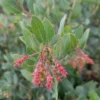 Columbia Manzanita