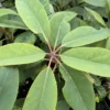 Daphniphyllum pentandrum