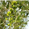 Lucca Olive Tree