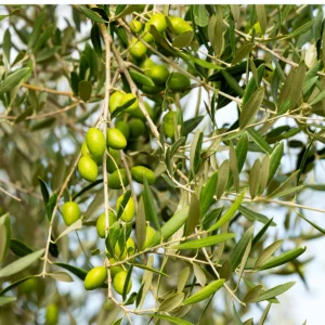 Lucca Olive Tree