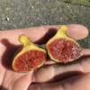 Madeira Island Black Fig