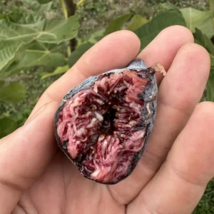 Pastilliere Fig