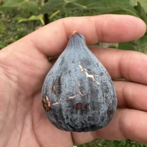 Pastilliere Fig