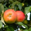 Pettingill Apple