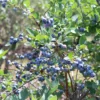 Premier Rabbiteye Blueberry