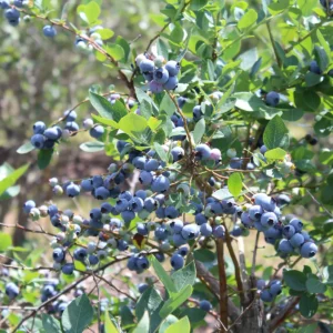 Premier Rabbiteye Blueberry