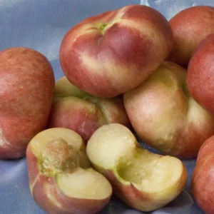 Sauzee King Nectarine