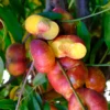 Snack Time Nectarine