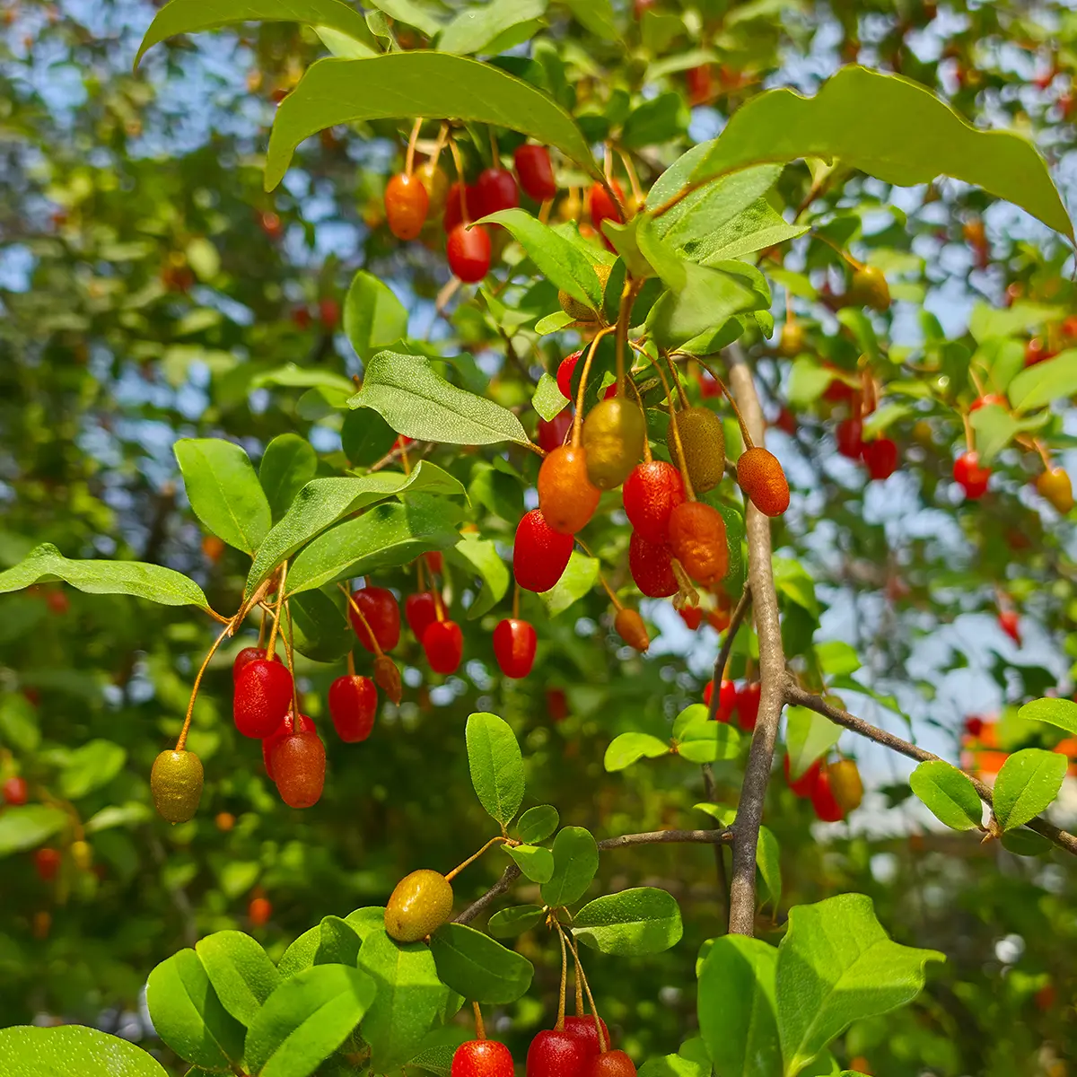 Red Himalayan Raspberry Sunrise Ruby Goumi - One Green World