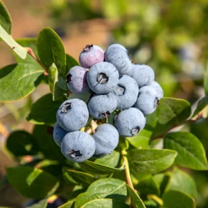 Tifblue Rabbiteye Blueberry