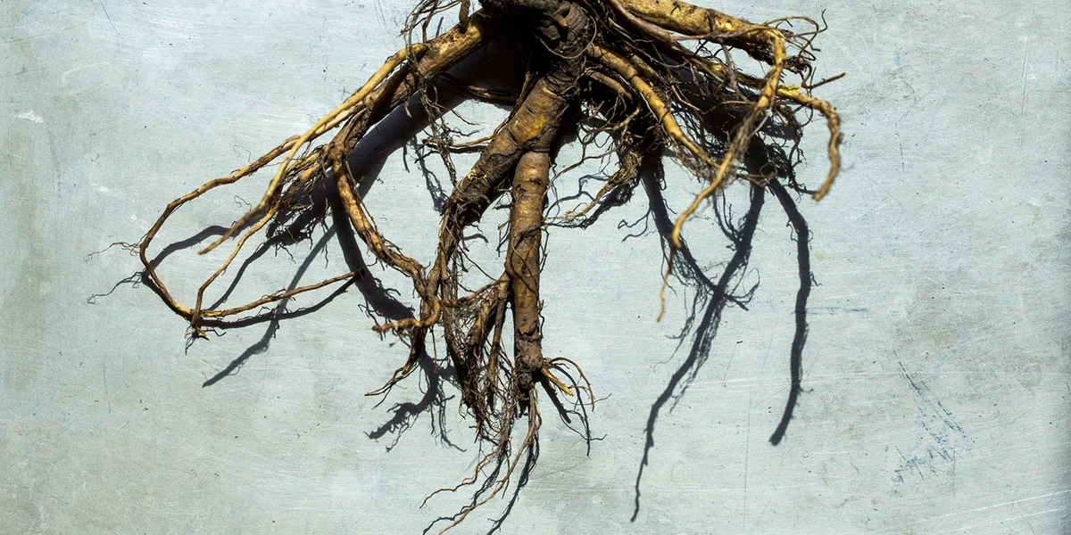 Rootstock Reference Guide